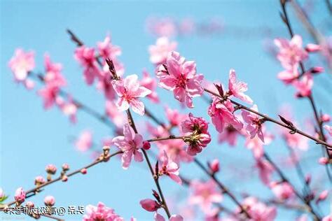 桃花 意思